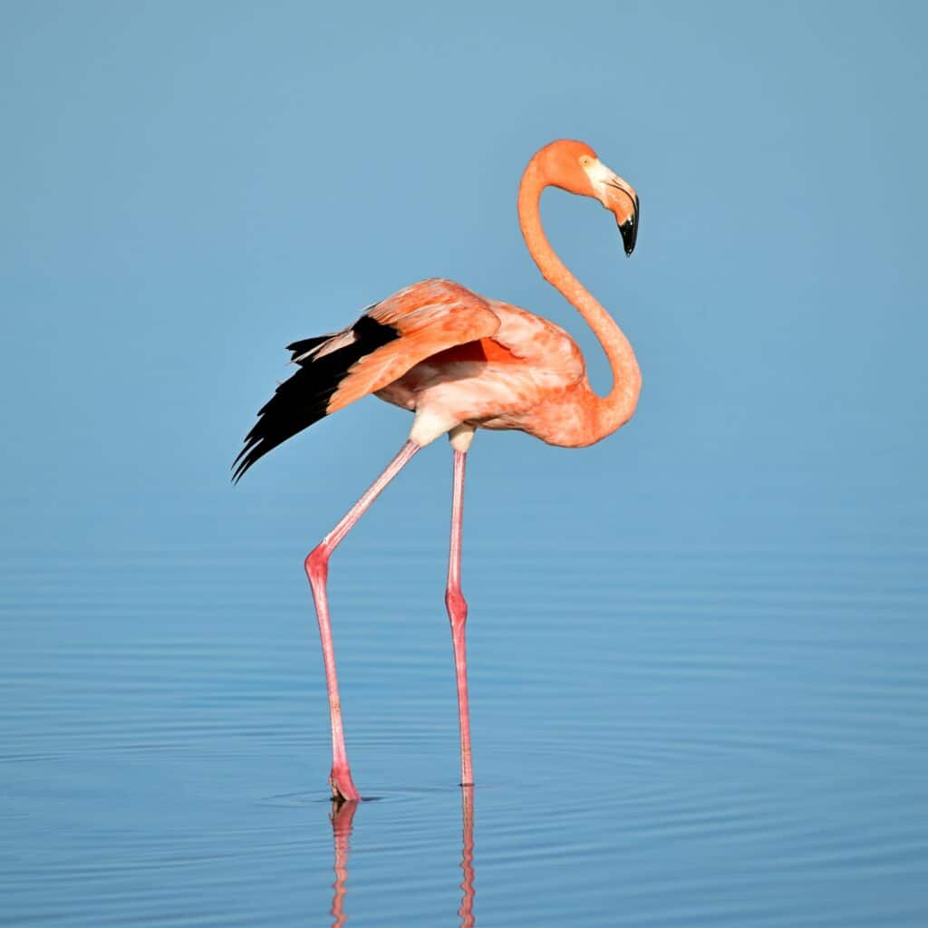 galapagos flamingo