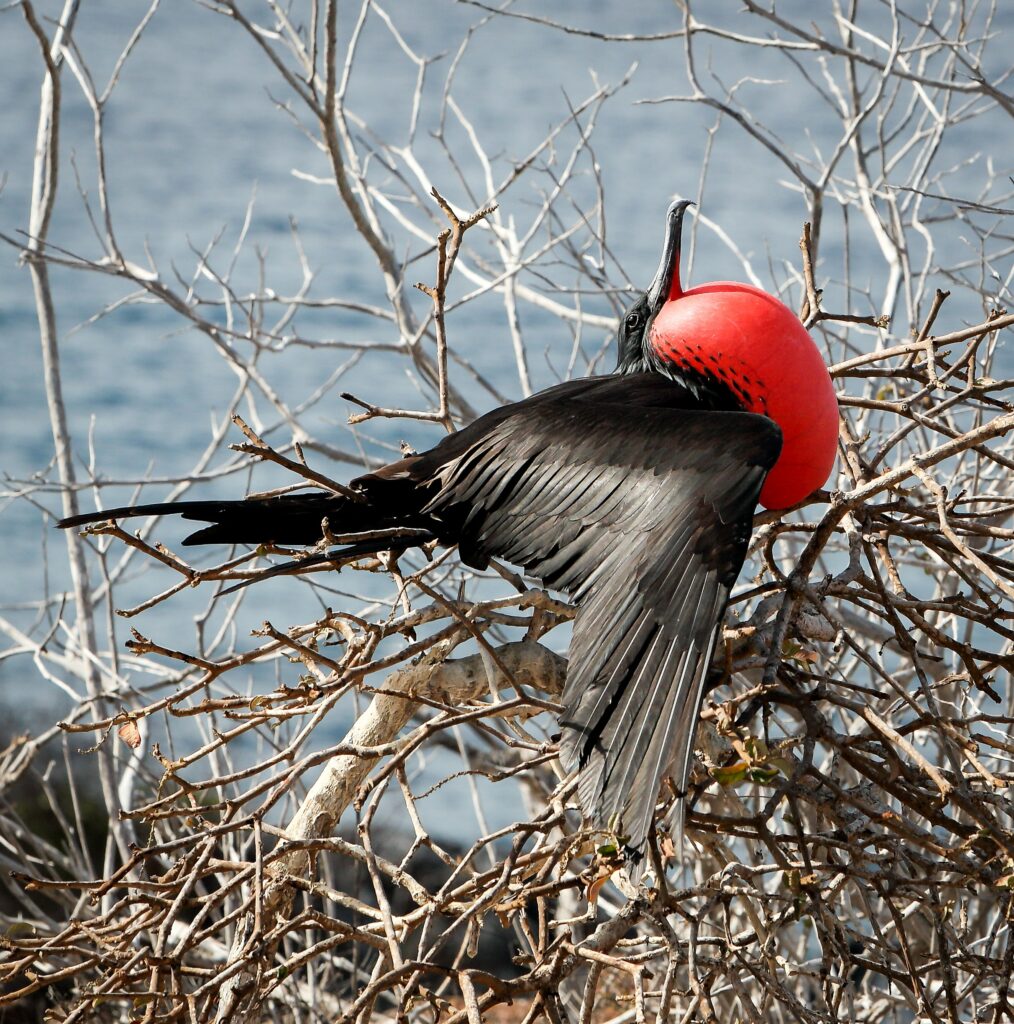 frigate bird