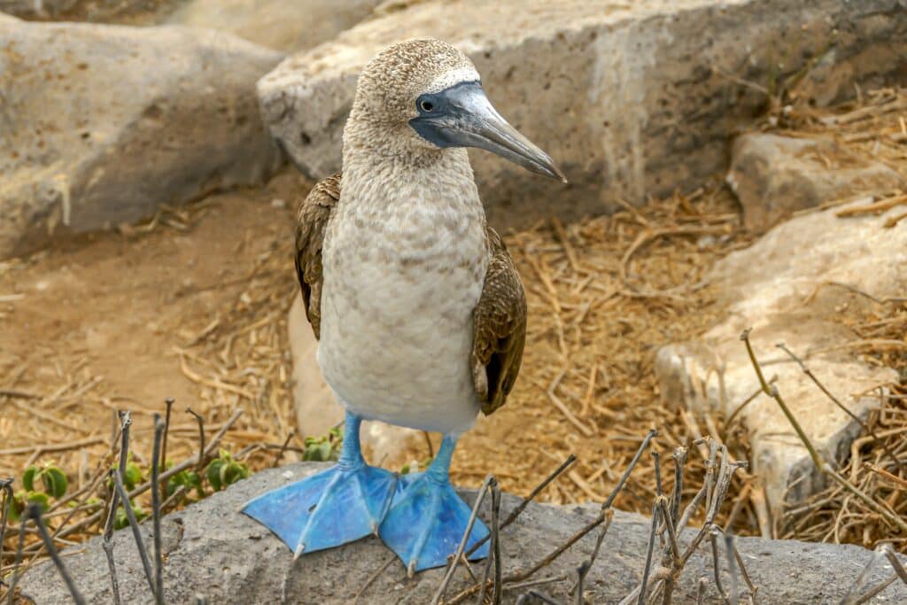 blue footed booby bird